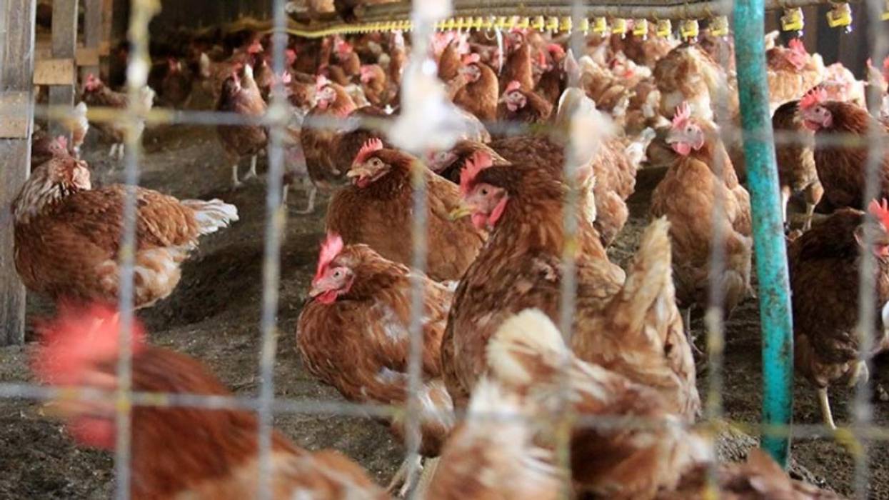 ban_factory_farms
