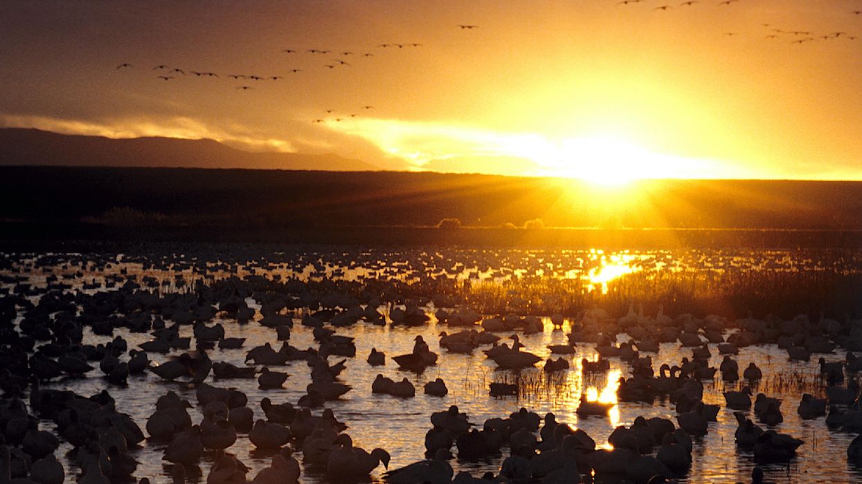 Banner_Geese