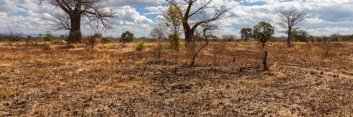 Baobab trees are shown in a dry maize field in southern Malawi—which suffers from the effects of El Niño—after a failed harvest caused by the 2016 drought. 
