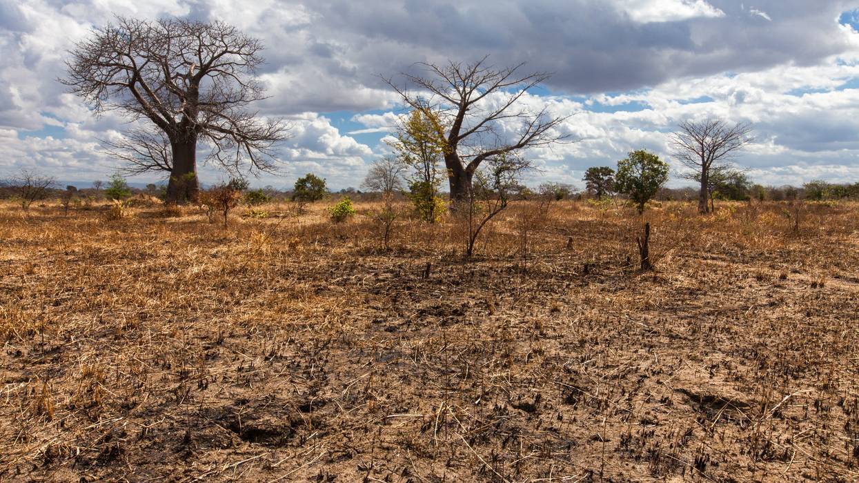 Baobab trees are shown in a dry maize field in southern Malawi—which suffers from the effects of El Niño—after a failed harvest caused by the 2016 drought. 