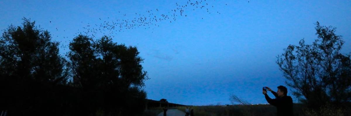 Bats fly above a road in California.