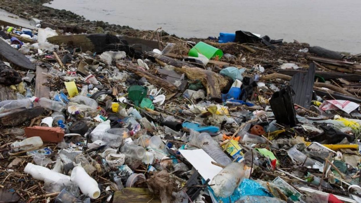 Of Animals and Bees and Flowers Wild as Earth Day Nears