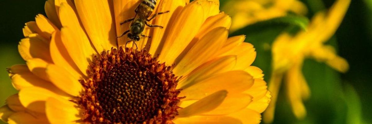 New Studies Add to Growing Evidence That Notorious Pesticides Harm Bees