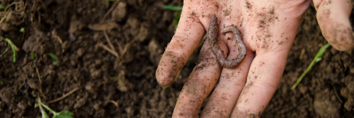 New Soil Study Shows Pesticides 'Destroying the Very Foundations of Web of Life'