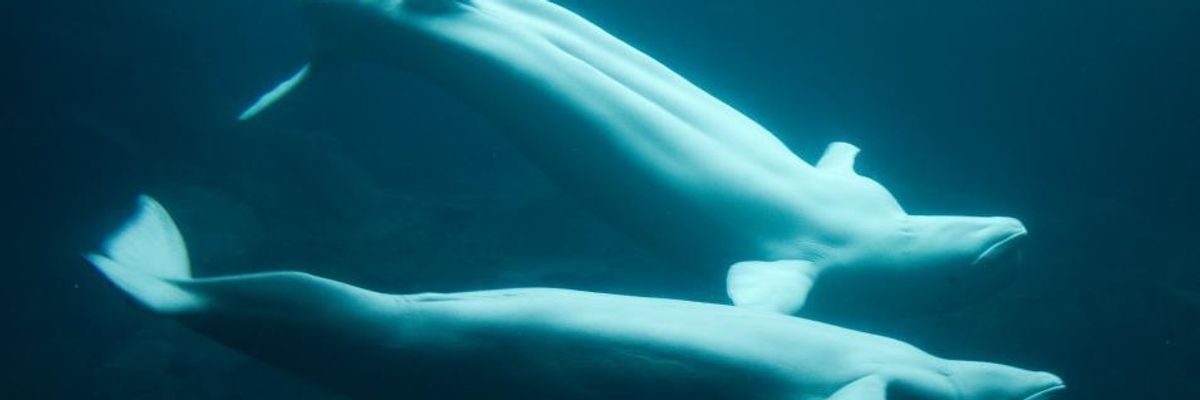 Beluga whales swimming