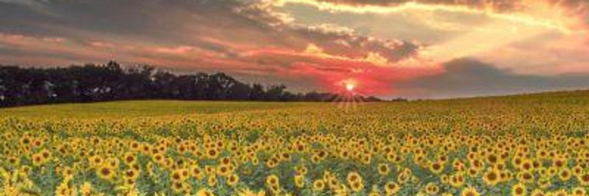 Bernie Sanders' Green New Deal is a Game-Changer for Food and Farming