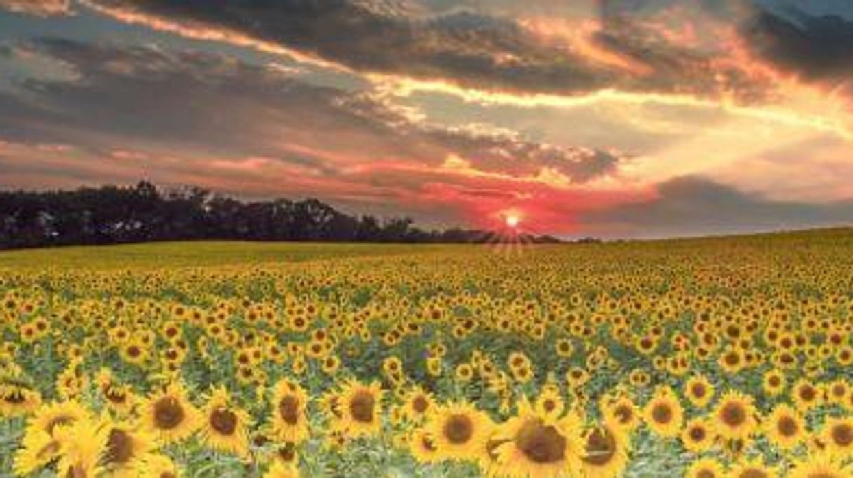 Bernie Sanders' Green New Deal is a Game-Changer for Food and Farming