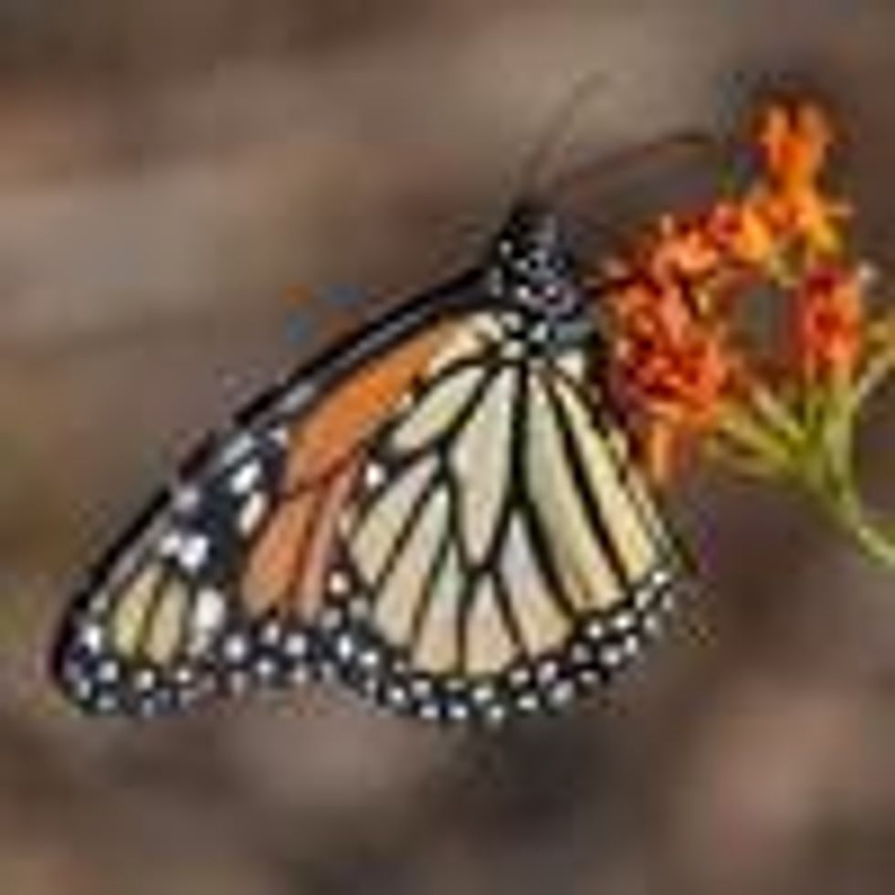 biden-epa-roundup-drift-harm-monarchs