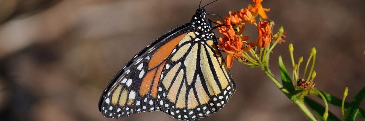 biden-epa-roundup-drift-harm-monarchs