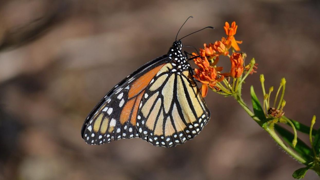 biden-epa-roundup-drift-harm-monarchs