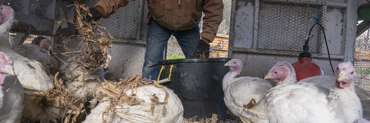 Bill Powers checks on his flock of white turkeys