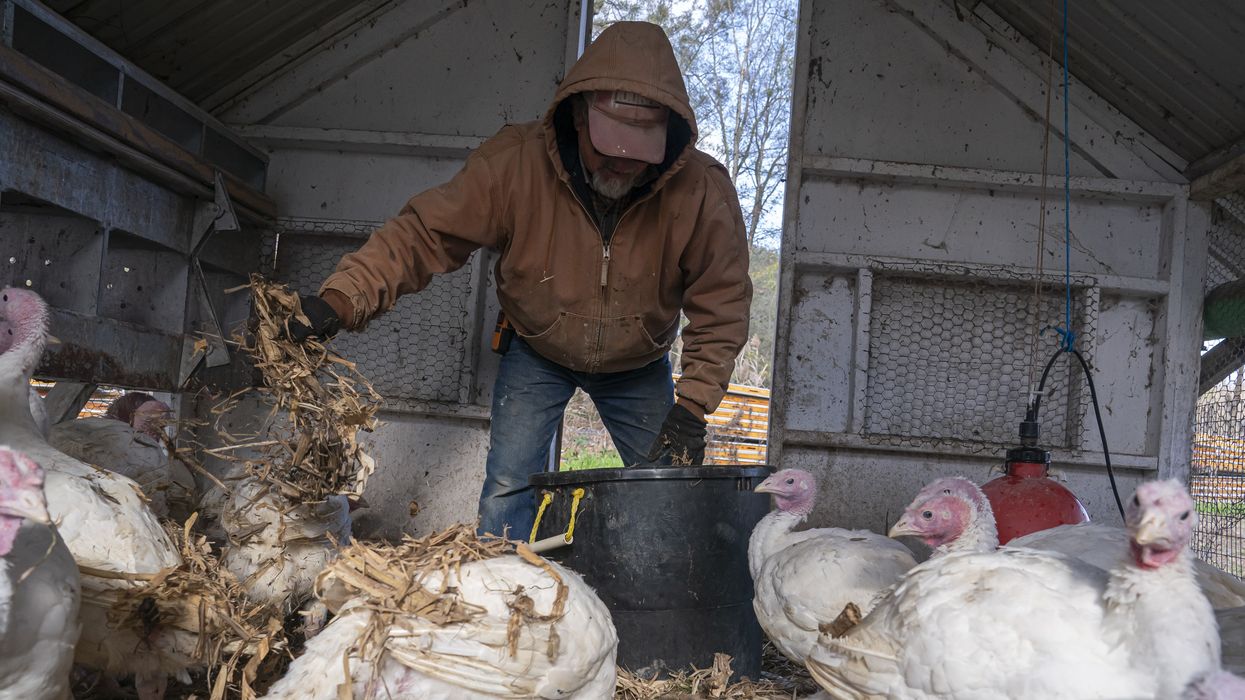 Bill Powers checks on his flock of white turkeys