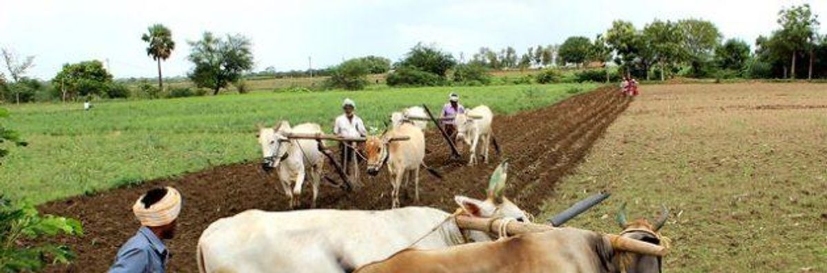 We Need Biodiversity-Based Agriculture to Solve the Climate Crisis
