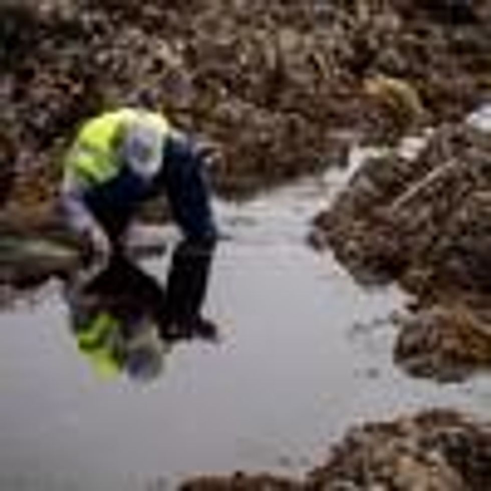 Biologists assessed the overall biological habitat by counting and categorizing biodiversity of the Little Corona del Mar tide pools, part of the Crystal Cove State Marine Conservation Area Wednesday, Oct. 6, 2021 in Newport Beach, California.