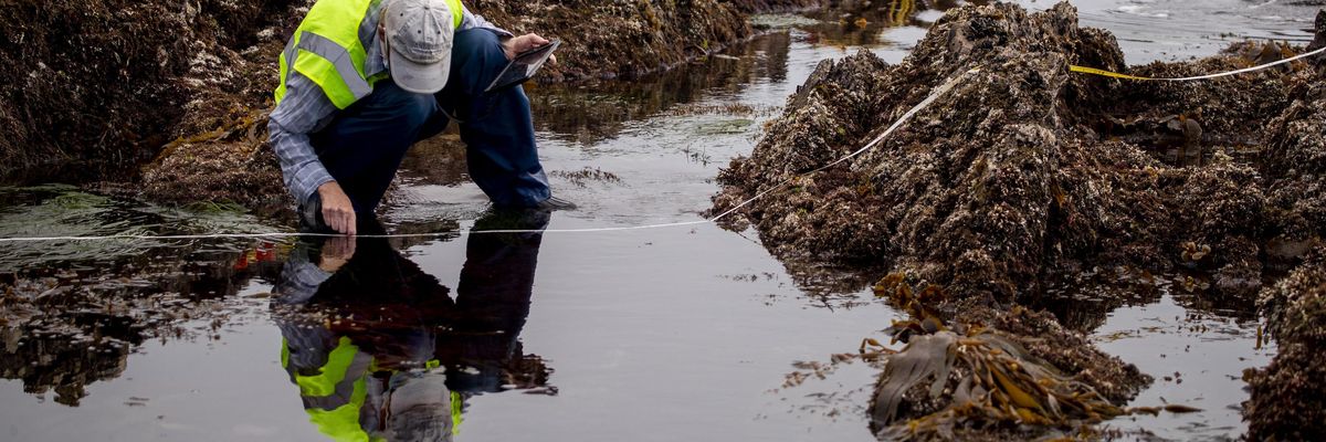 Biologists assessed the overall biological habitat by counting and categorizing biodiversity of the Little Corona del Mar tide pools, part of the Crystal Cove State Marine Conservation Area Wednesday, Oct. 6, 2021 in Newport Beach, California.