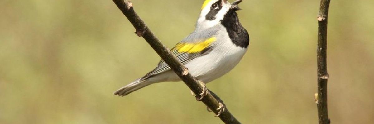 A Bad World for Migrants (and I Don't Even Mean Human Ones)