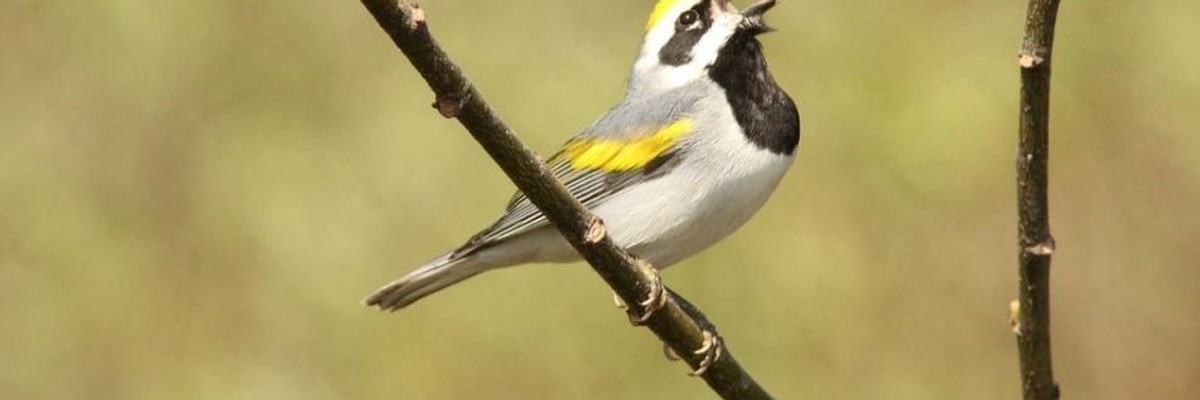 A Bad World for Migrants (and I Don't Even Mean Human Ones)