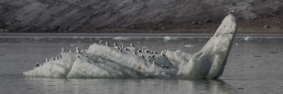 Birds are seen on an ice floe in the Barents Sea
