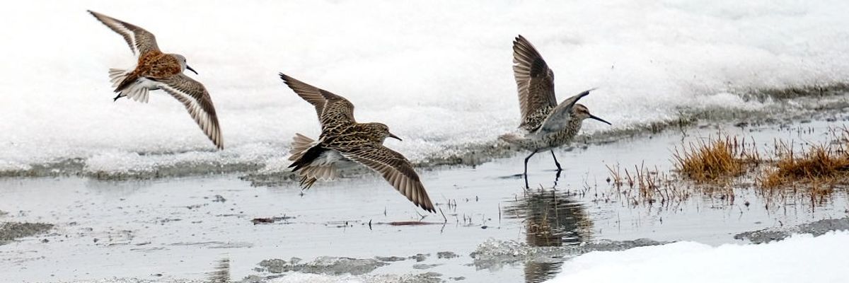 Birds on the shore of Alaska's Teshekpuk Lake.