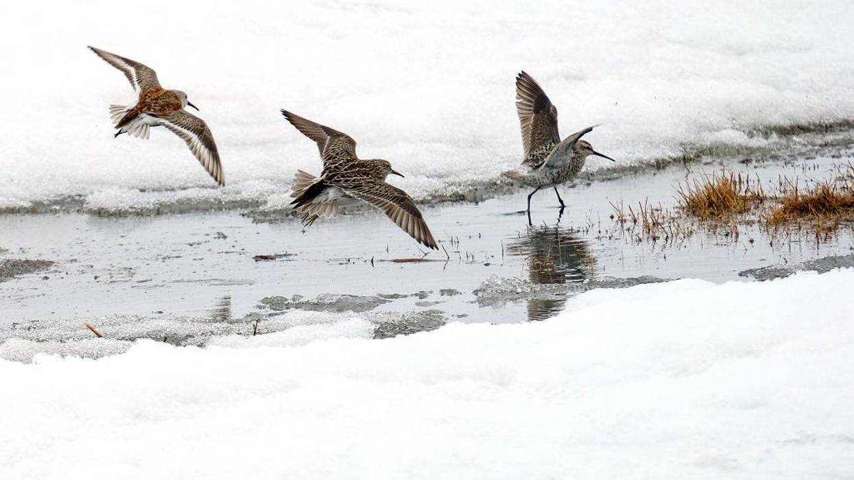 Birds on the shore of Alaska's Teshekpuk Lake.
