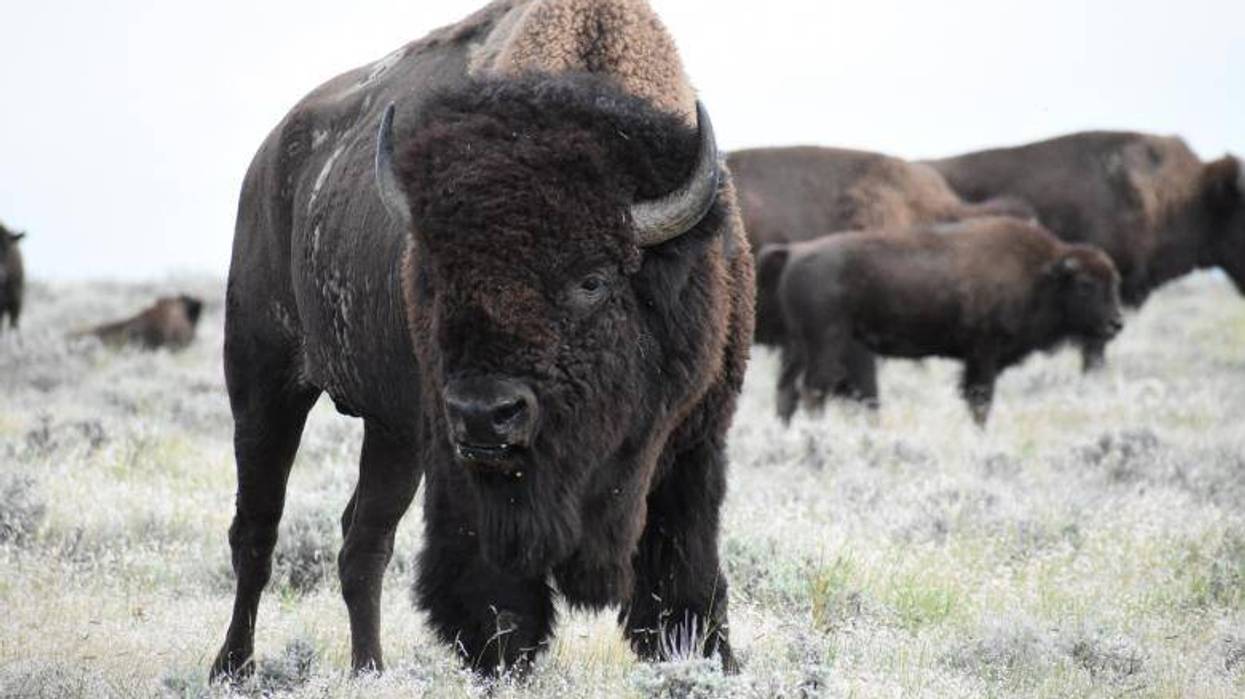 Bison grazing