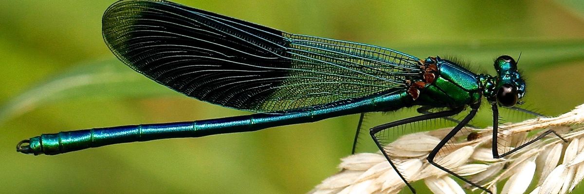 Black and teal dragonfly