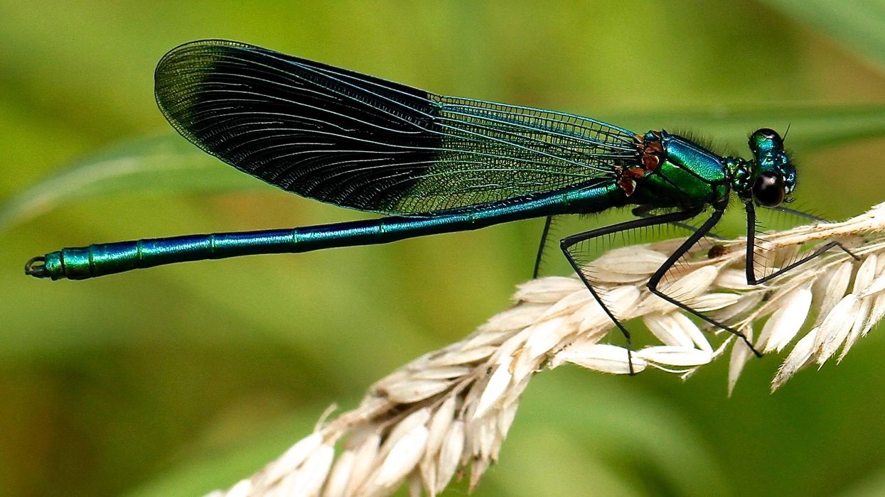 Black and teal dragonfly