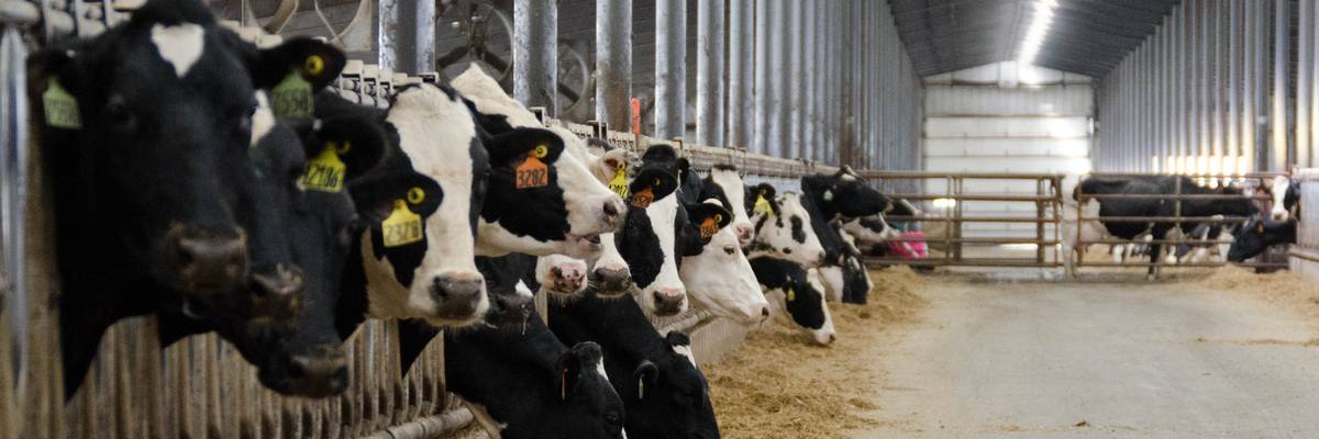 Black and white spotted dairy cows at a farm in Wisconsin
