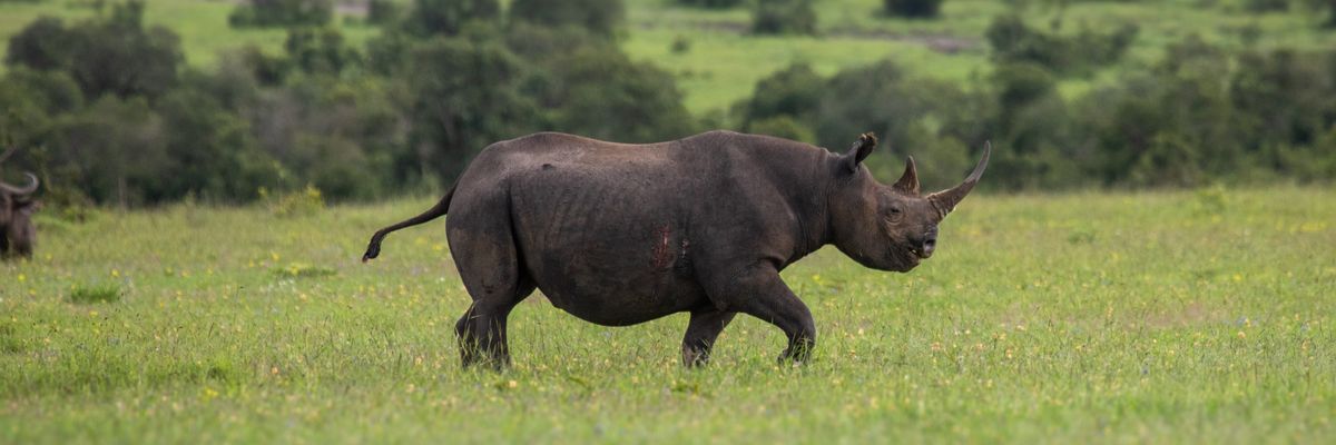 Black rhinos