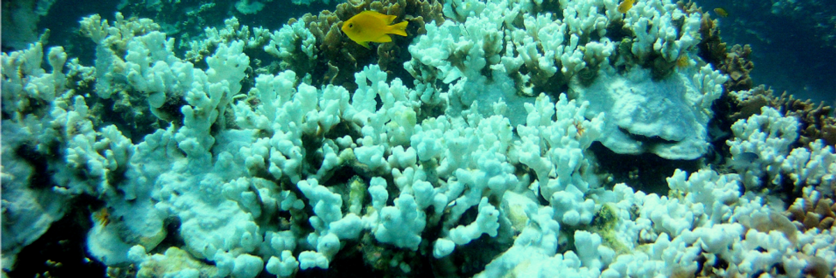Warming Oceans Are Bleaching Coral Reefs, Putting Ecosystems at Risk