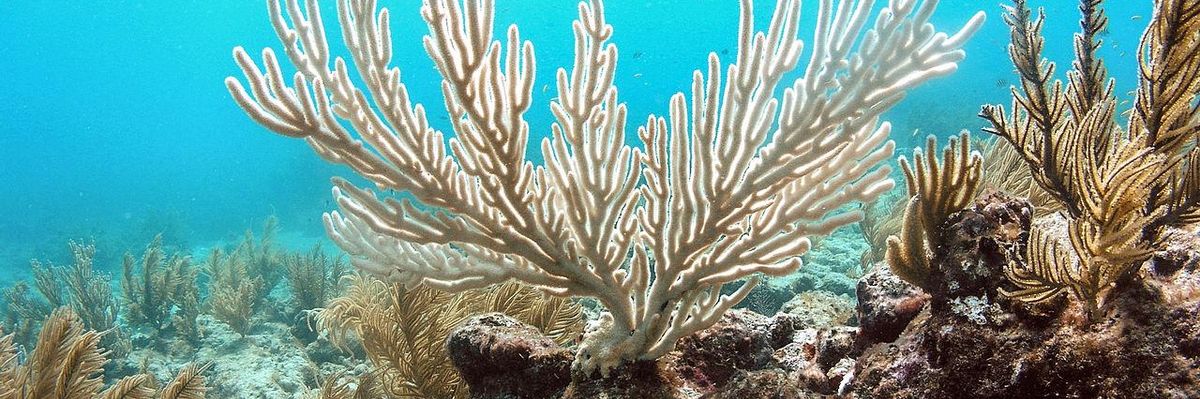 Unprecedented Bleaching Event Portends Mass Death of World's Coral Ecosystems