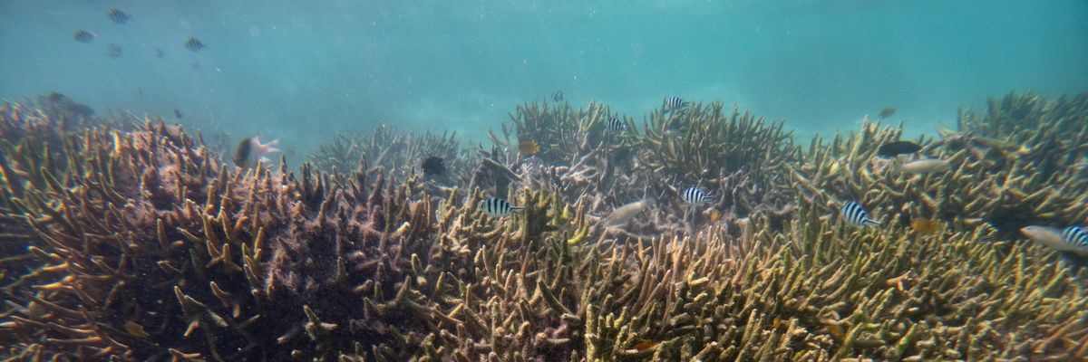 bleached coral on the Great Barrier Reef