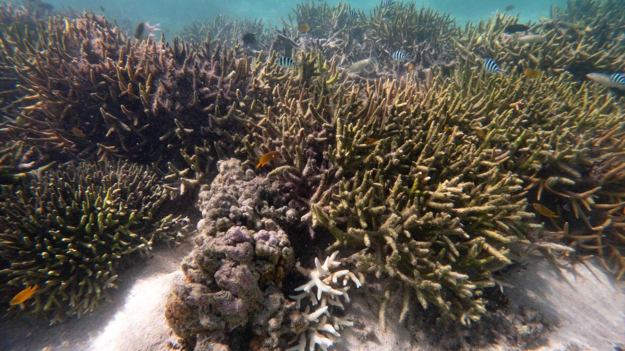 bleached coral on the Great Barrier Reef