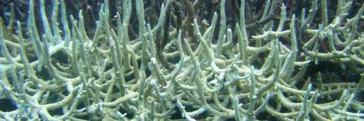 'Unprecedented' Ocean Temperatures on Track to Bring Death to Coral Ecosystems