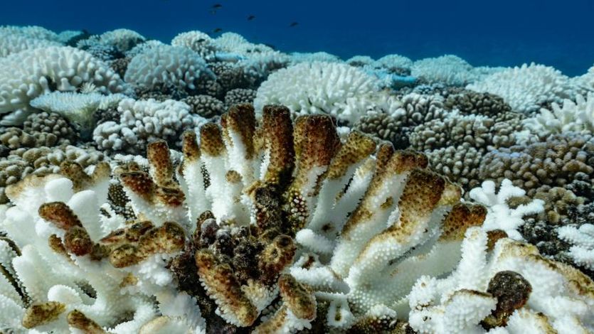 bleaching coral reef