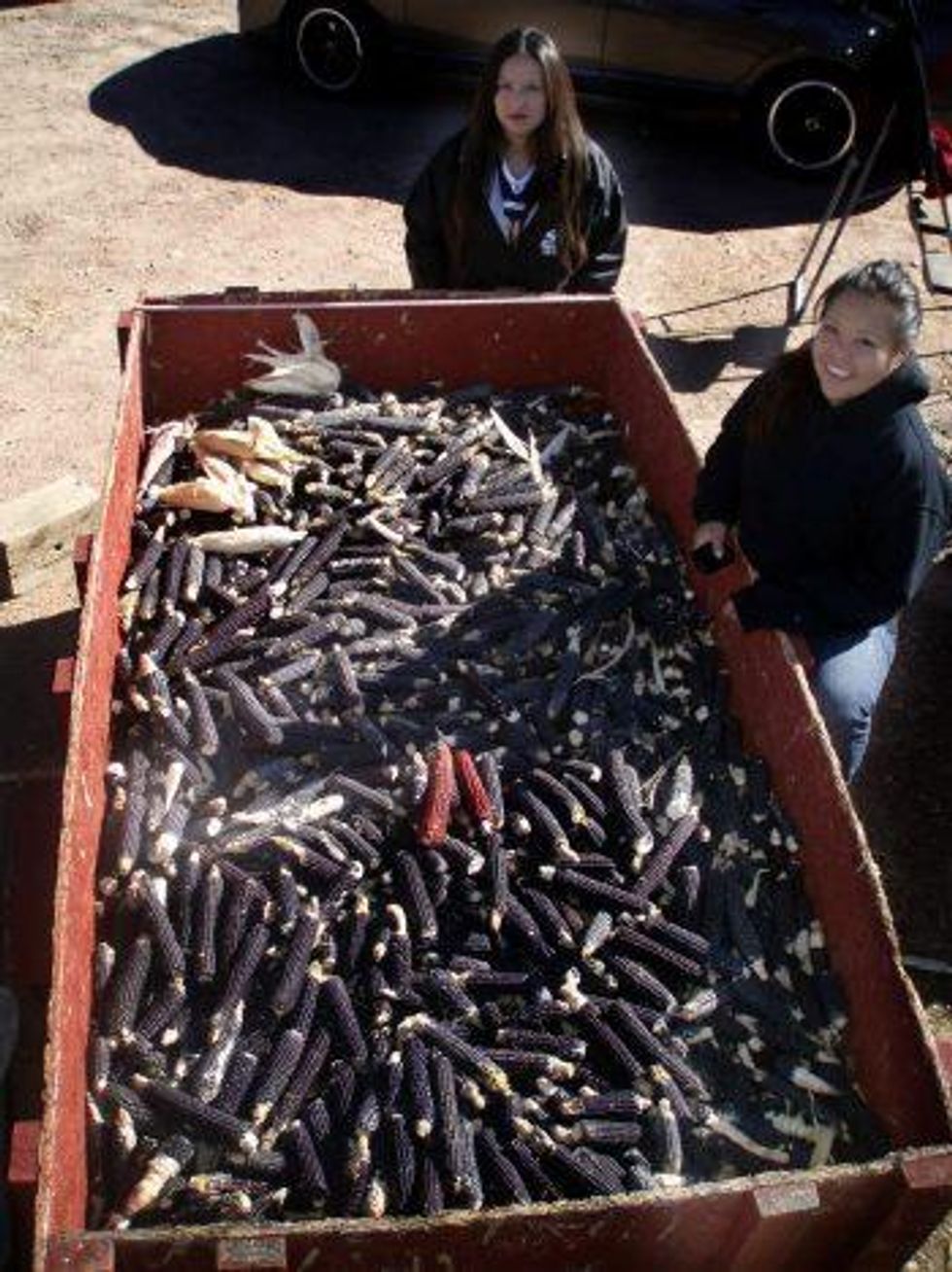 Blue corn harvest in Pueblo of Tesuque, New Mexico. Photo courtesy of Clayton Brascoupe.
