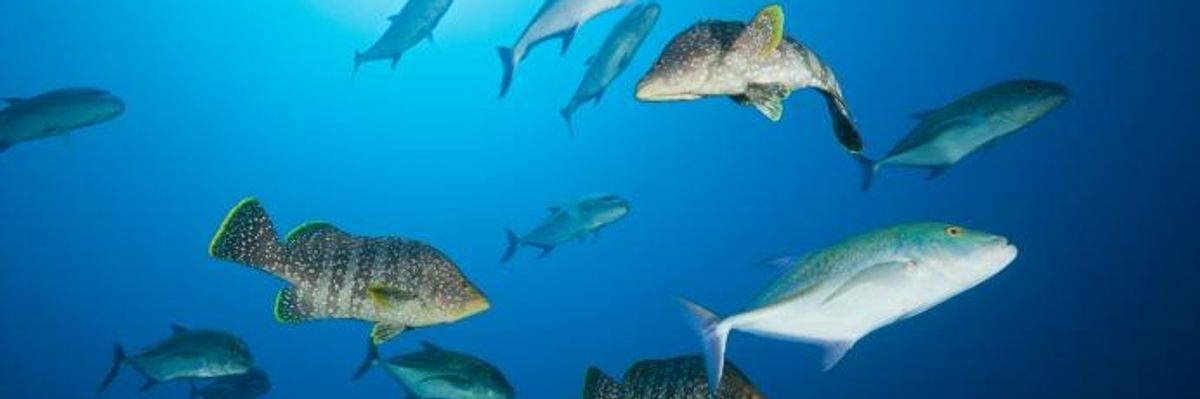 New Report on Ocean Oxygen Loss Gives 'Ultimate Wake-Up Call' to Act on Climate