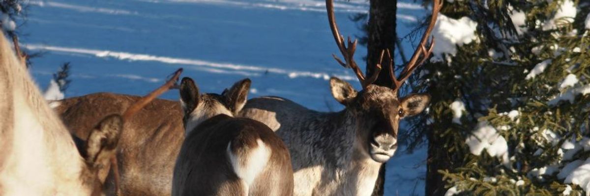 Canada Has Done Little to Save the Endangered Caribou, Report Finds