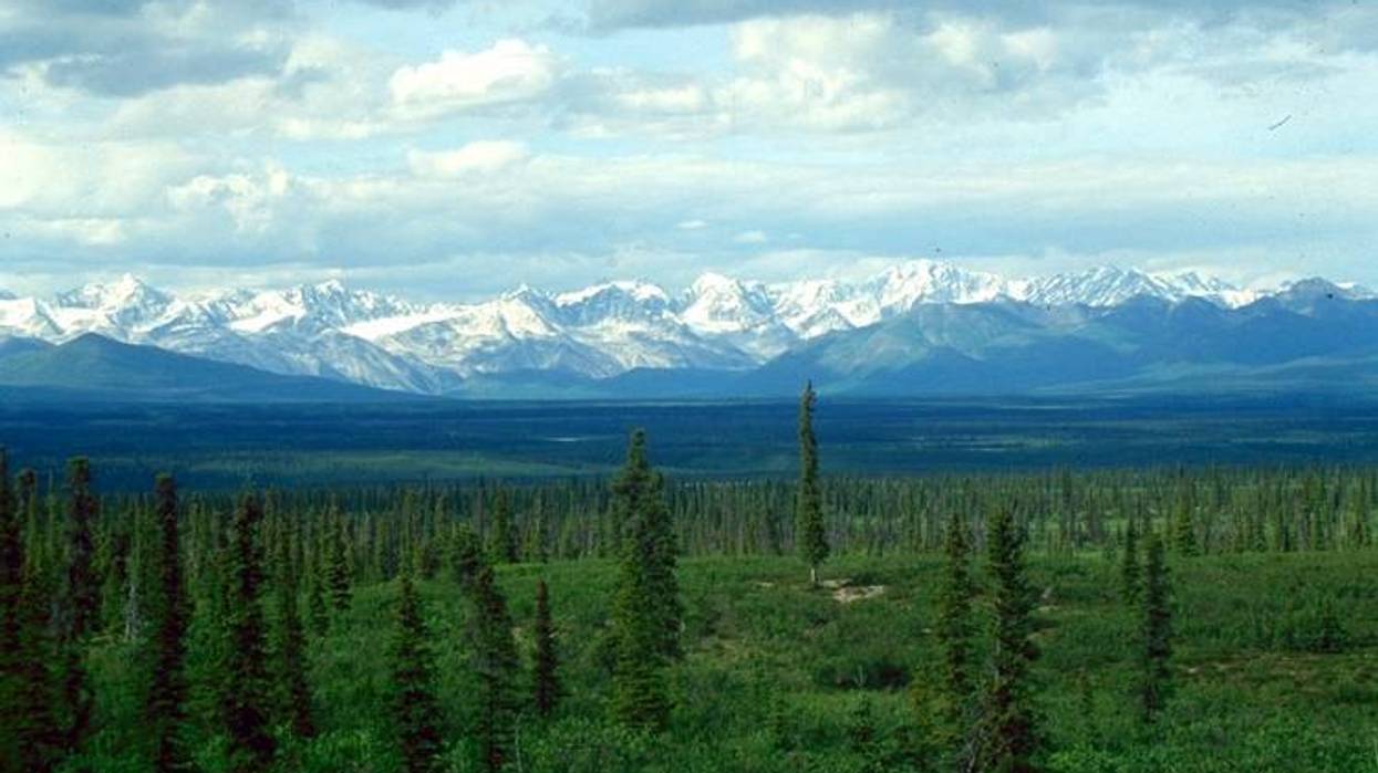 boreal forest in Alaska.