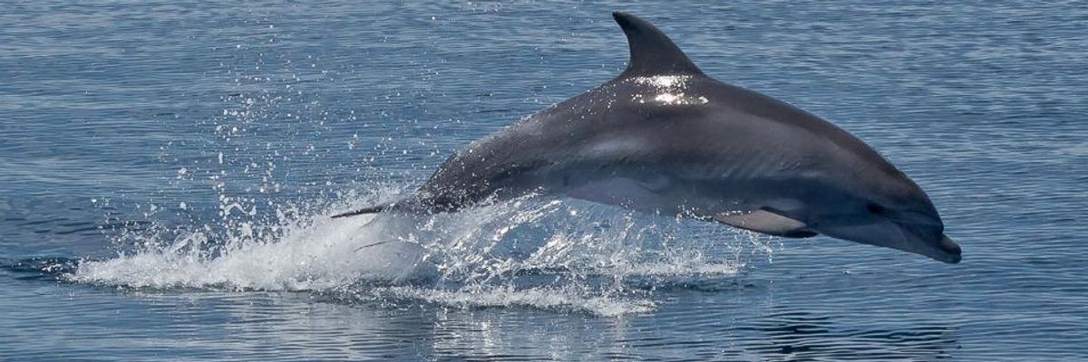 Scientists Conclusively Link BP Oil Spill with Unprecedented Dolphin Die-Off