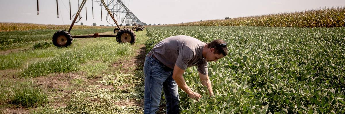 IG Report Shows Top Trump Officials at EPA Hid Threats of Toxic Dicamba Herbicide