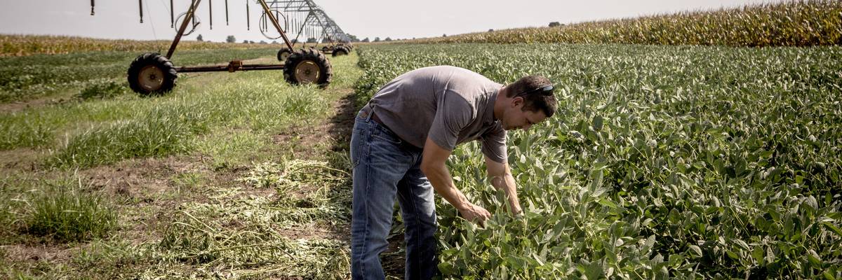 Brad Rose looks at rows of soybean plants that show signs of having been affected by dicamba