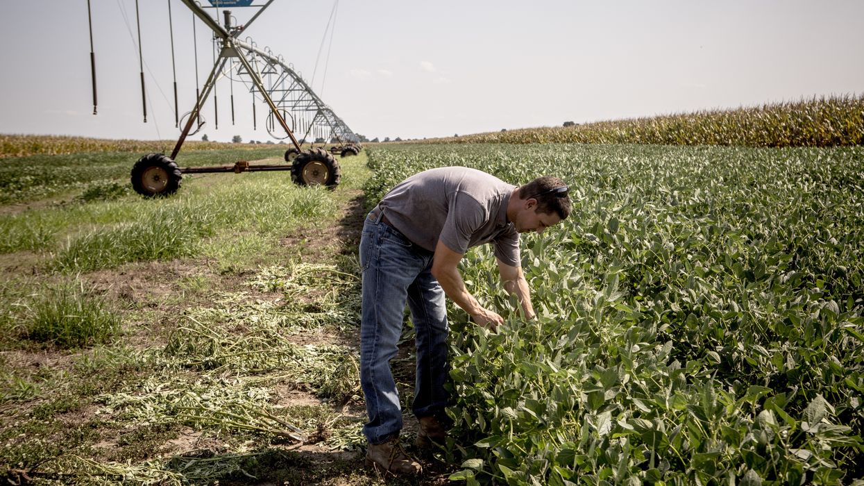 Brad Rose looks at rows of soybean plants that show signs of having been affected by dicamba