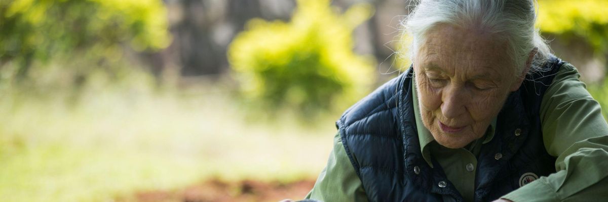 Humanity Must Embark on 'New Relationship With the Natural World,' Says Jane Goodall