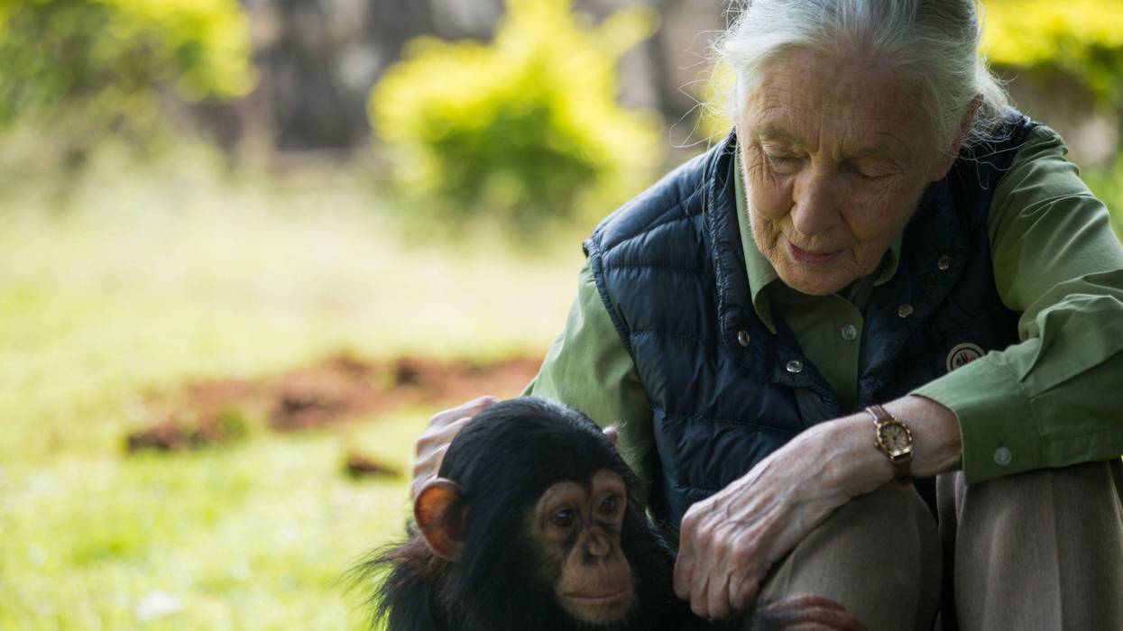 Humanity Must Embark on 'New Relationship With the Natural World,' Says Jane Goodall