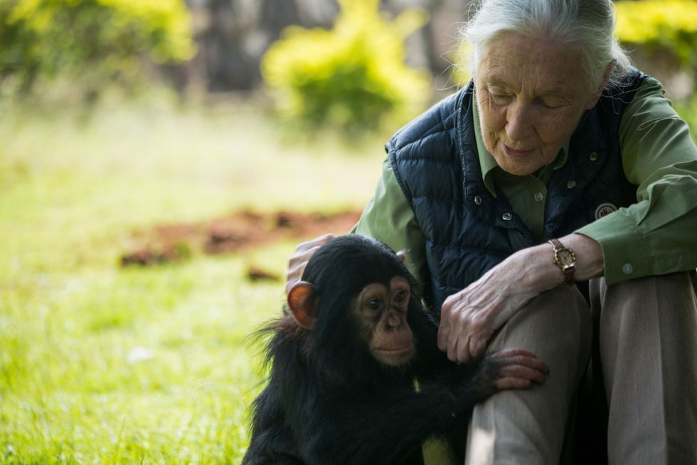 British primatologist Jane Goodall visits a chimp rescue center