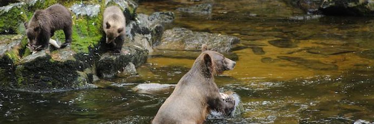 Trump Moves to Finalize 'Catastrophic' Stripping of Key Protections for Largest National Forest in US