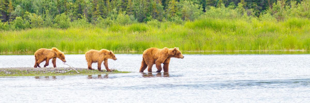 Brown Bear and Two Cubs against a Forest and Mountain Backdrop at Katmai National Park, Alaska