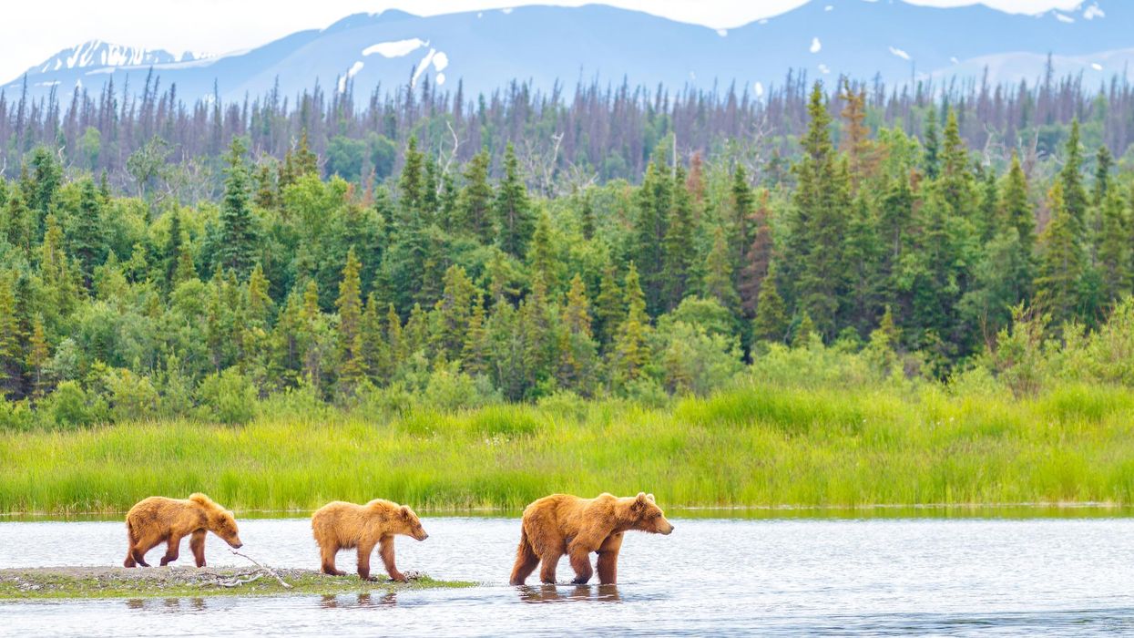 Brown Bear and Two Cubs against a Forest and Mountain Backdrop at Katmai National Park, Alaska