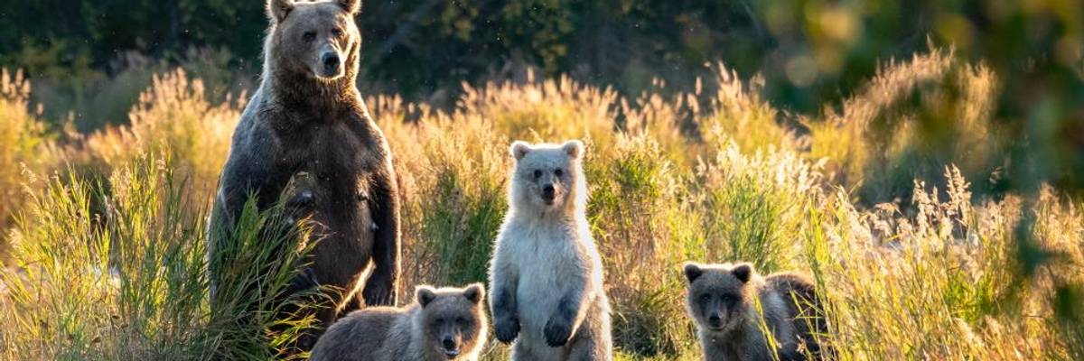 What We Lose When We Lose Wildlife